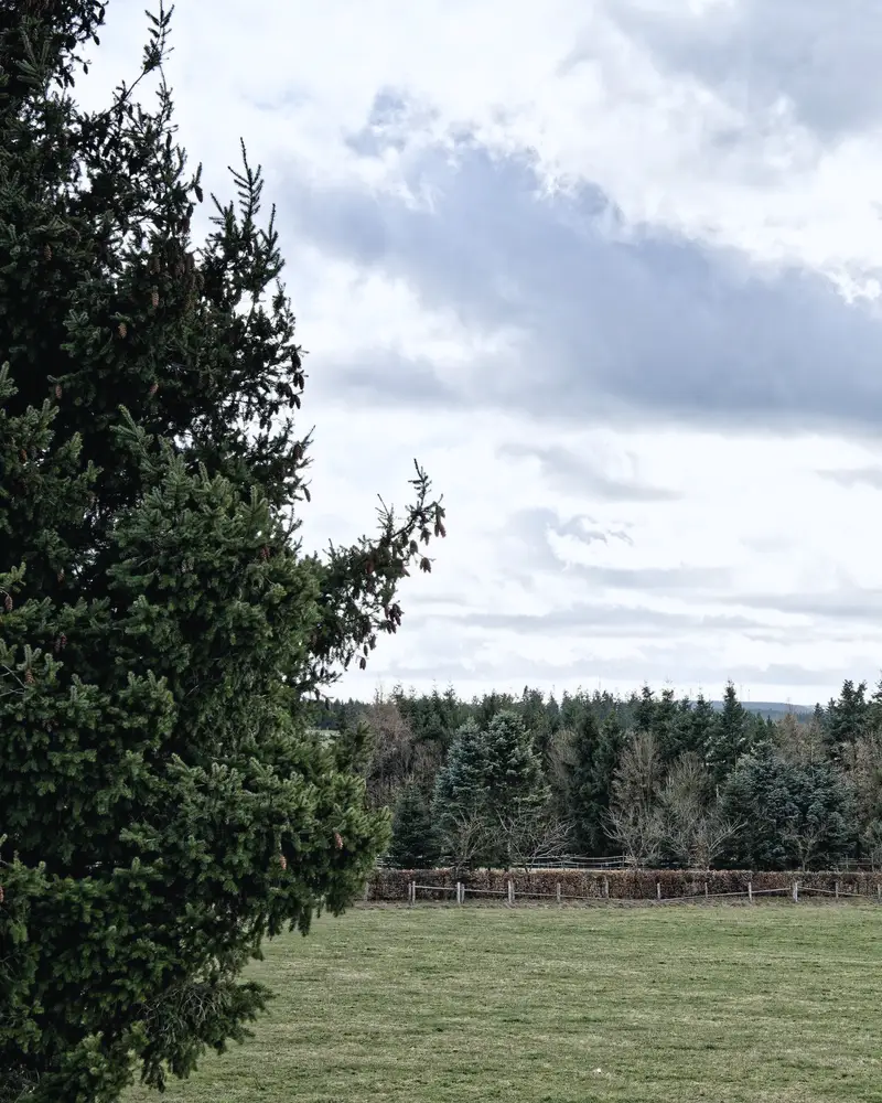 Open pasture bordered by tall evergreen trees under a cloudy sky