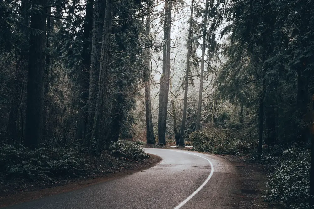 A two-lane road curving through tall fir forest