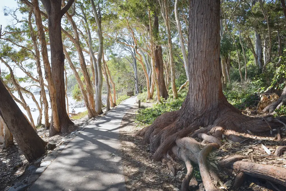 A path winding under twisted madrona trees